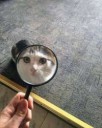 котэ-лупа-3772908.jpeg