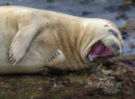 seal.jpg