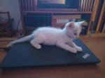 think-kitten-v0-gxqi7dk8wbhh1.webp