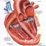 1441051682serdechnaya-myshca-simptomy-zabolevaniya-lechenie[...].jpg