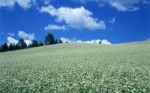 NatureFieldsFieldofwhiteflowers081567.jpg