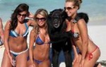 seamonkeygirls