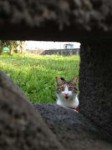 котэ-песочница-3161528.jpeg