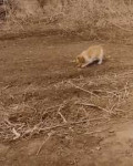 pikabu.gif