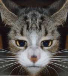157046005322710.png