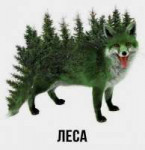Леса anon.fm.png