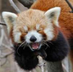 animal-laugh.jpg