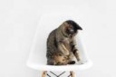 animalcatwhitechair1631