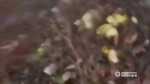задержание в украине.webm