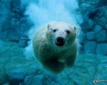 Белый-медведь-под-водой.jpg