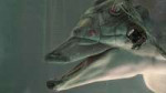 johnny monic dolphin.jpg