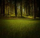 forest-315184960720.jpg