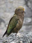 480px-Kea.jpg